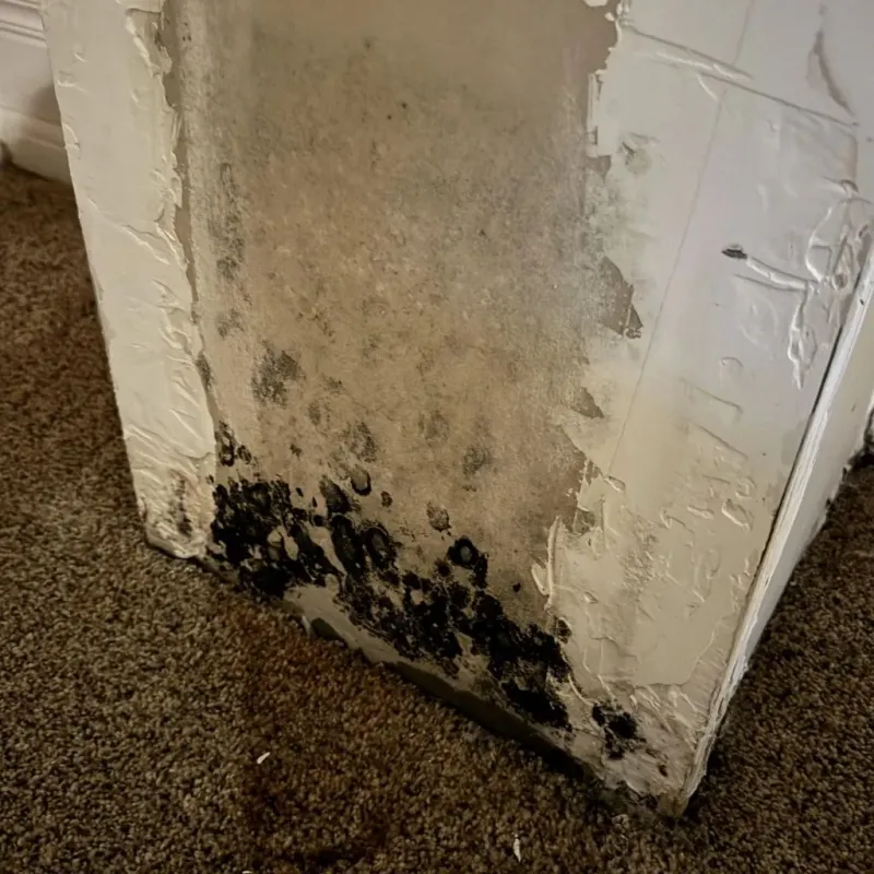 Professional Mold Removal in Exeter, CA